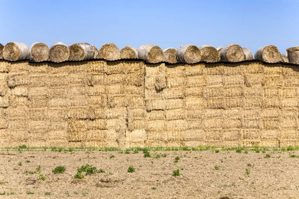 Fardo de palha após a colheita — Fotografia de Stock