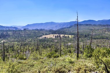 Yosemite Milli Parkı ormanda yaktı