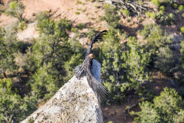 Buitre en el Gran Cañón cerca de Maricopa Point, llevan una ho — Foto de Stock