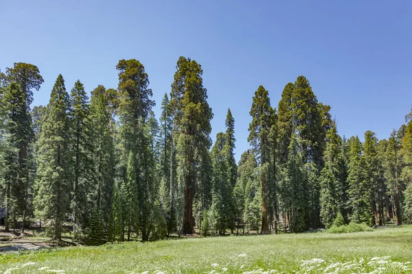 Sequoia kansallispuisto — kuvapankkivalokuva