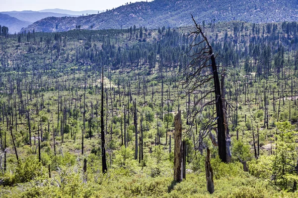 Floresta queimada no parque nacional de Yosemite — Fotografia de Stock