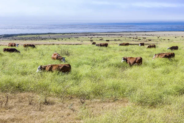 Cows graze fresh grass on a meadow in Andrew Molina State park — Stock Photo, Image