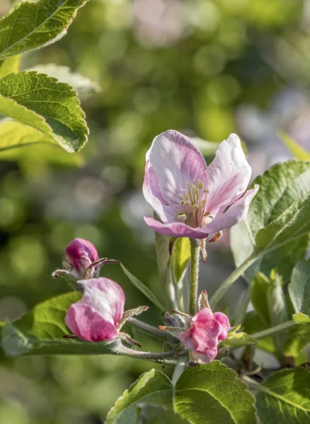 Λεπτομέρεια του μήλο ροζ μπουμπούκι στο δέντρο — Φωτογραφία Αρχείου