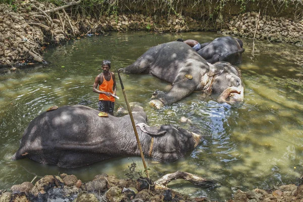 A mahout cleans his working elephants in a small lake — Stock Photo, Image