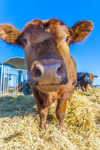 Vennlig kveg på strå med blå himmel – stockfoto