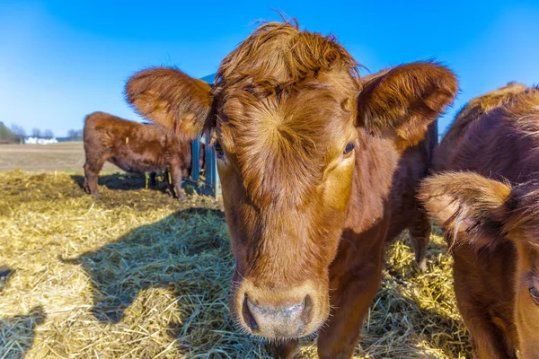 Přátelský skot na slámě s modrou oblohou — Stock fotografie