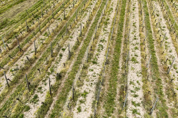 Aerial of vineyard in spring with growing vine prages — Stock Photo, Image