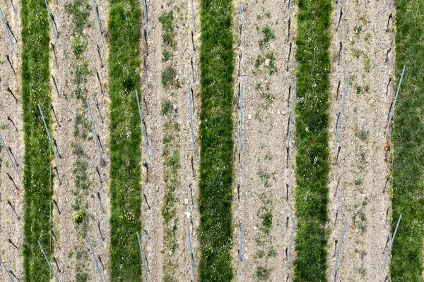 Aerial of vineyard in spring with growing vine prages — Stock Photo, Image