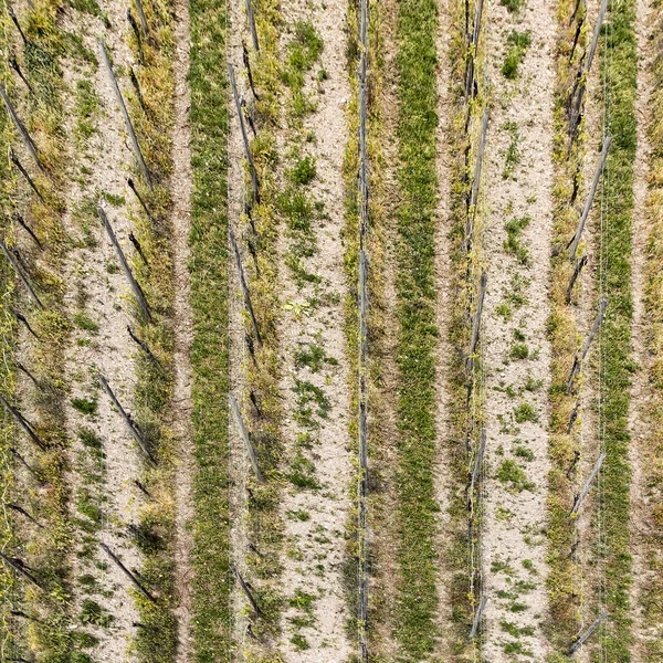 Антенна виноградника весной с растущими виноградниками prages — стоковое фото