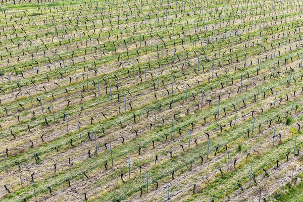 Aérea de viñedo en primavera con prados de vid en crecimiento — Foto de Stock