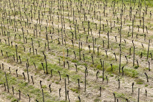 Aérea de viñedo en primavera con prados de vid en crecimiento — Foto de Stock