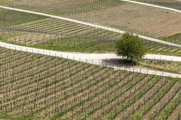 AERIAL-uttaget på vingården under våren med växande vinstockar prages — Stockfoto