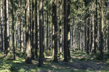 çam ağaçları ormandaki öğleden sonra ışık