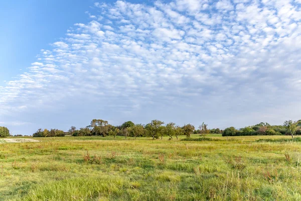 Meadow with grass and apple trees in beautiful light — Stock Photo, Image