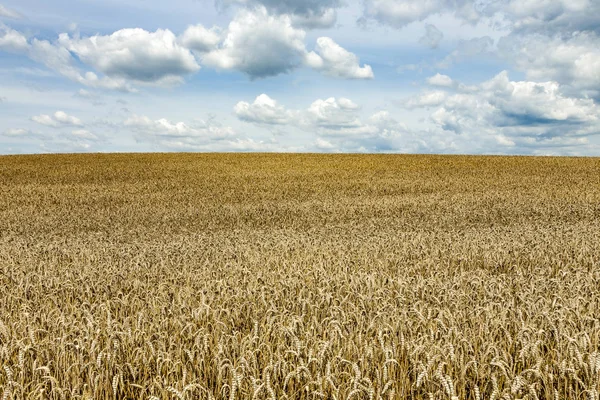 Field under blue cloudy sky — Stock Photo, Image