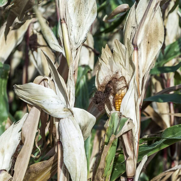 Индийская кукуруза в поле — стоковое фото