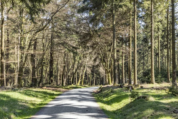 Tannenbäume im Nachmittagslicht im Wald — Stockfoto