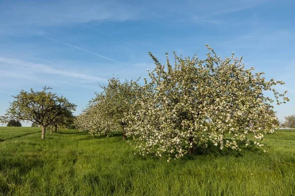 Macieiras florescendo na primavera — Fotografia de Stock