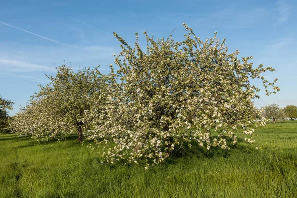 Blühende Apfelbäume im Frühling — Stockfoto