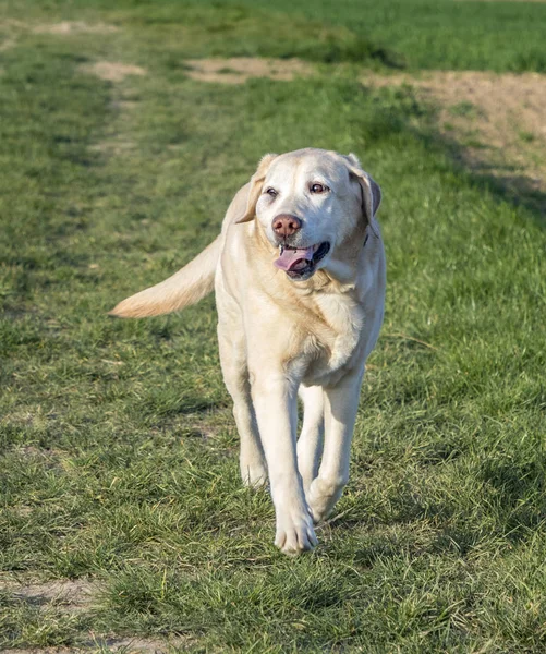 Labrador köpek alanında geziniyor sahiptir — Stok fotoğraf