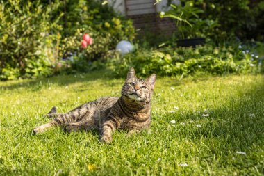 şirin kedi yeşil çim sahiptir 