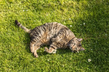 şirin kedi yeşil çim sahiptir 