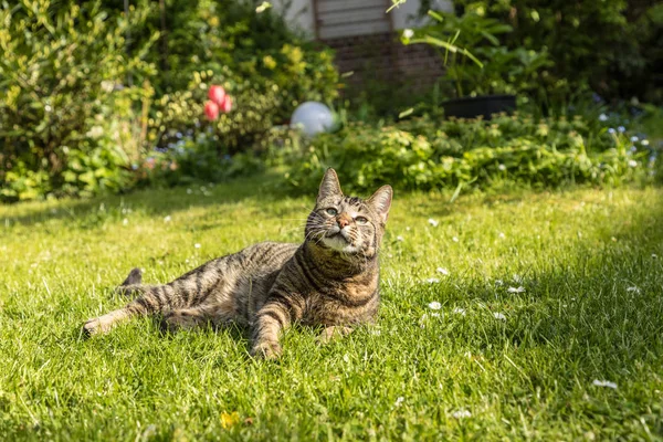 Lindo gato disfruta de la verde hierba —  Fotos de Stock
