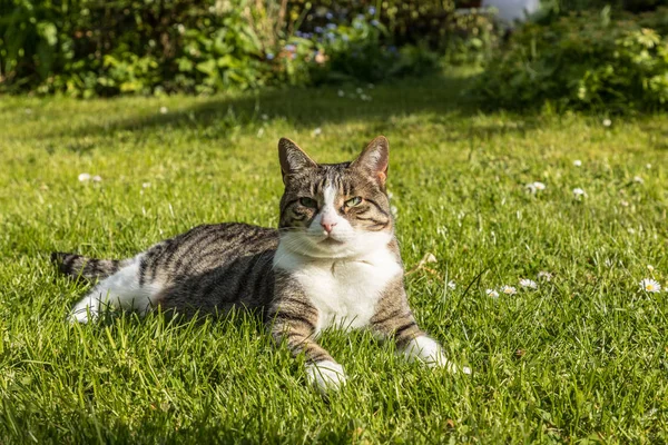 Süße Katze genießt das grüne Gras — Stockfoto