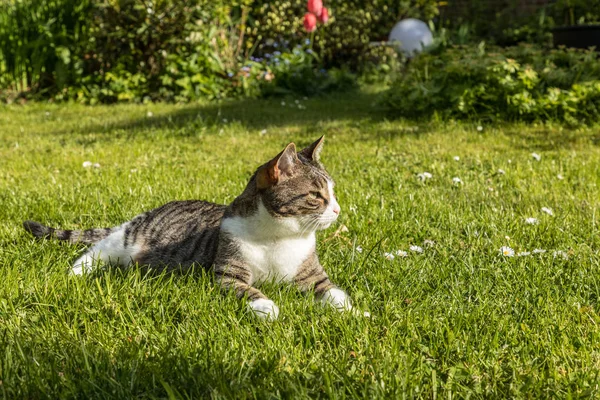 Cute cat enjoys the green grass — Stock Photo, Image