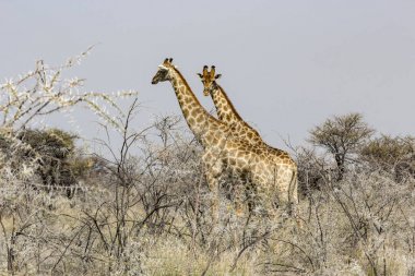 Namibya Savannah zürafa