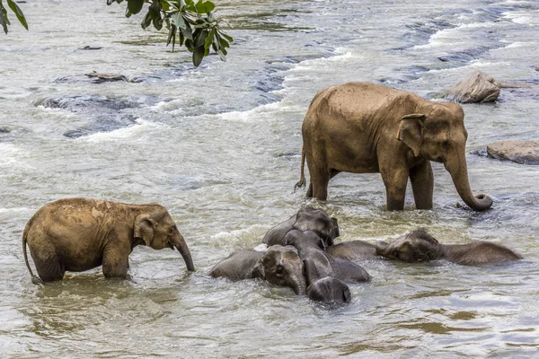Słonie w rzece Maha Oya w mieście pinnawala — Zdjęcie stockowe