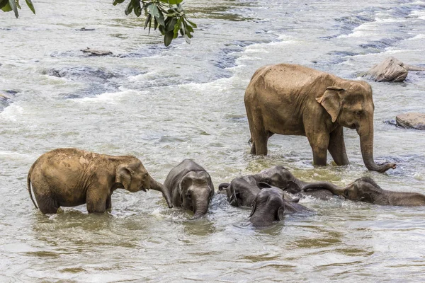 Elephants in the river Maha Oya at pinnawala — Stock Photo, Image