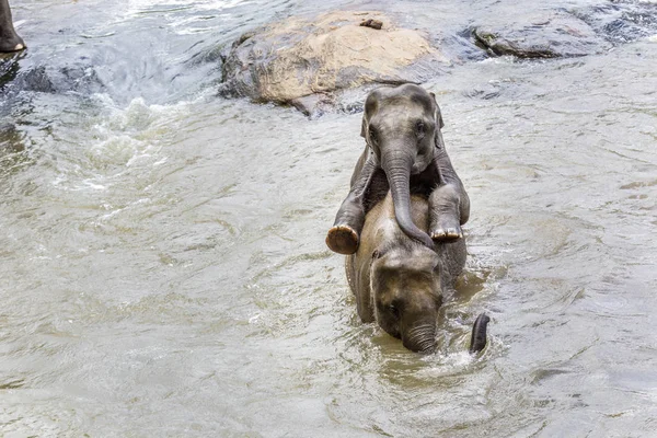 Ελέφαντες στο ποτάμι Maha Oya στο pinnawala — Φωτογραφία Αρχείου