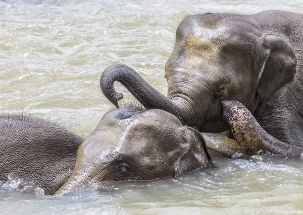 Elephants in the river Maha Oya at pinnawala — Stock Photo, Image