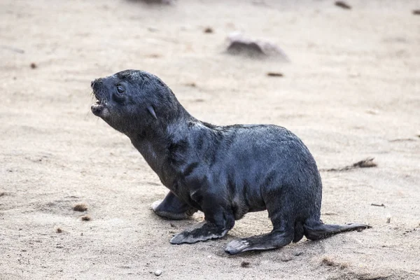 Seal at Cape Cross Namibia — Stock Photo, Image