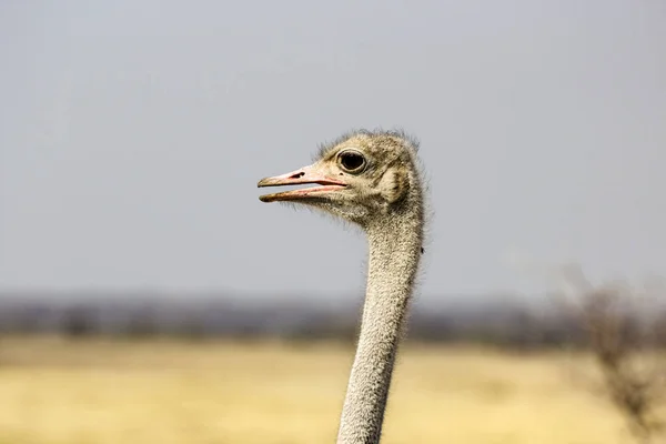 Jefe de Oistrich en el parque nacional de Etosha —  Fotos de Stock