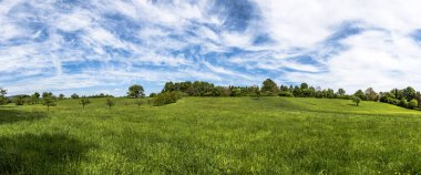 elma ağaçları ile çayır 