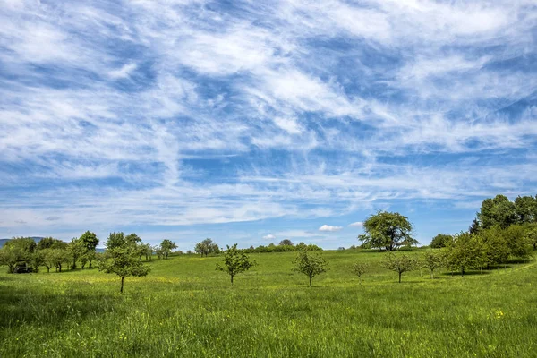 Prado con manzanos — Foto de Stock