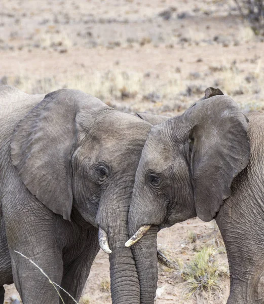 Elefantes en la sabana del parque nacional de Etosha — Foto de Stock