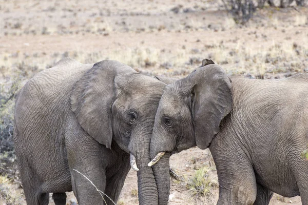 Elephants in the savannah of the Etosha national park — Stock Photo, Image