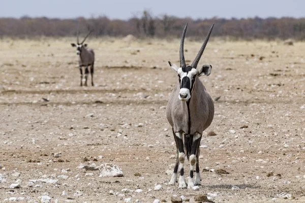 Porträtt av stående antilop i etosha national park — Stockfoto