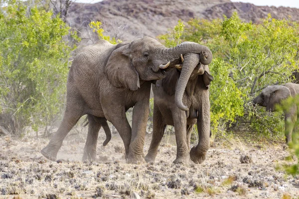 Elephants fighting in the  Etosha national park — Stock Photo, Image