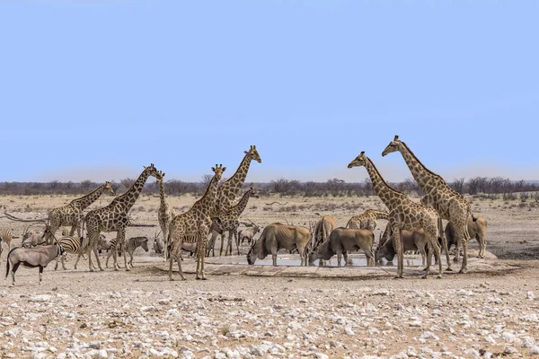野生动物在纳米比亚水洞 — 图库照片