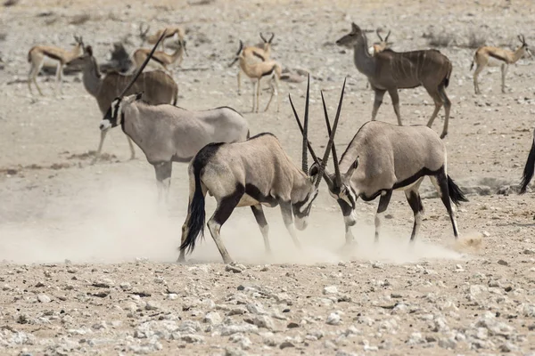 Etkin ulusal Park'ta kavga antelops — Stok fotoğraf