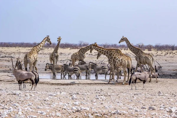 Дикие животные в водоёме Намибии — стоковое фото