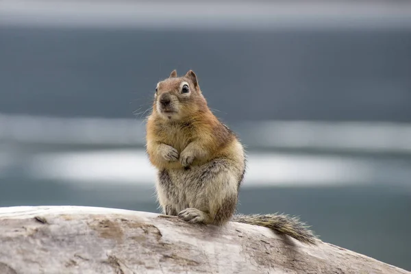 Marmota de pie en las patas traseras — Foto de Stock