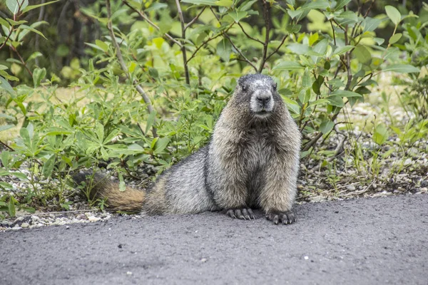 Beaver in front of the grass tries to cross a street — Stock Photo, Image