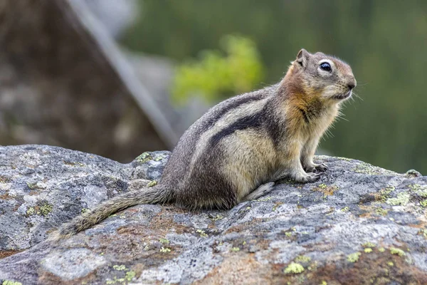 Marmotte debout sur les pattes arrière — Photo