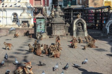 maymunlar ve gıda Kathmandu arayan köpekler
