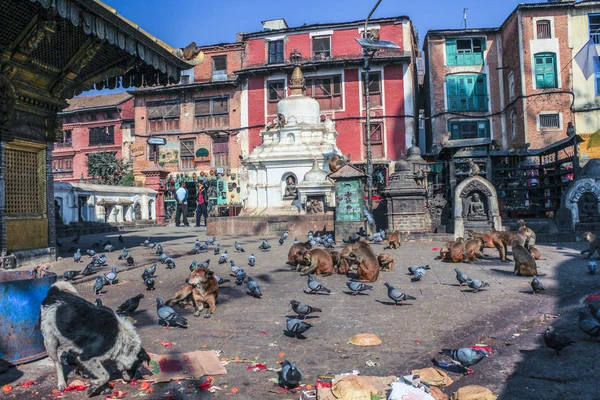 Scimmie e cani in cerca di cibo a Kathmandu — Foto Stock